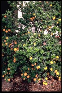 Citrus myrtifolia 'Chinotto'