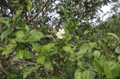 Citrus ichangensis