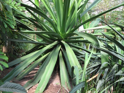 die grosse Sisal Agave im Eingangsbereich