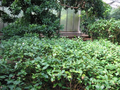 Blick auf die kleine Teeplantage im Kaffeehaus