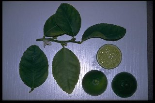 Citrus latifolia