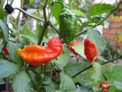 Bhut Jolokia, die schärfste Chili der Welt